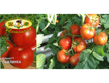 �������� 22 ���. ������������������ ������