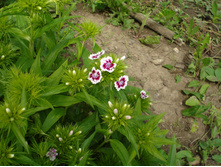 �������� �������� ���������� ������ ��������