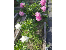 20150611 153910 Richtone(HDR).jpg