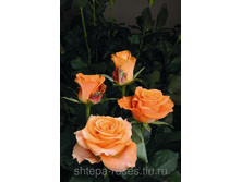 ������� (Maleica), Tantau, ��������, 2014 �