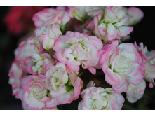 April Snow (����)