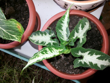 ��������� Wendlandii