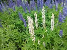 IMG 20150613 135227.jpg