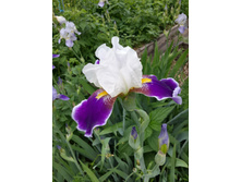 20150601 090232 Richtone(HDR).jpg