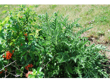 ��� �������