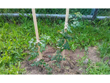 IMG 20150626 142917.jpg