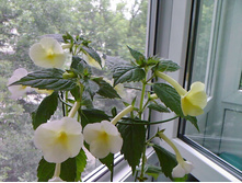 �������� Himalayan Sunrise