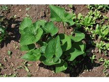 ������� ��������� 50 �