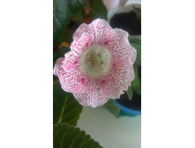 IMAG0707.jpg
