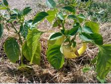 IMG 20150613 130347.jpg