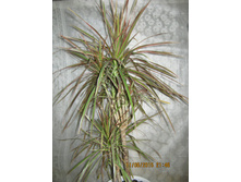 ��������� (�������) "Dracaena marginata bicolor"