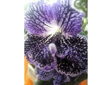 ������������� DS - �� ������