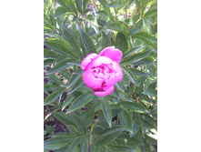 ���� ����� (����������)