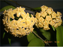 Hoya kenejiana- ������ �������� ....