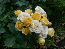 ���� �������- ���� ����� (�������)