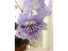 IMG 20150620 141127.jpg