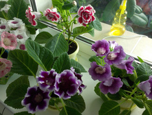IMAG0801.jpg