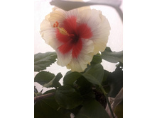 �������� Tin Man