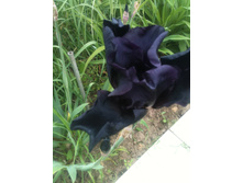 ����������� 006.jpg