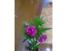 ��� ��� ������ ��������