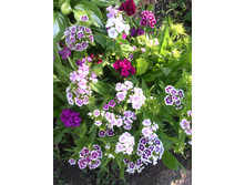 �������� �������� �������� �������� (�� ��� ������ ��� �������)