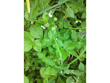 IMG 20150613 153024.jpg