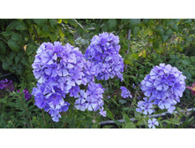 ����� ������� ������