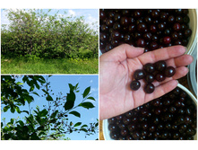 ����� ������.