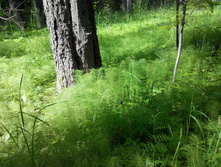 IMG 20150613 144258.jpg