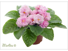 ���� ����������