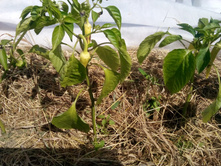 IMG 20150613 130337.jpg