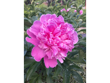 20150607 155712 Richtone(HDR).jpg