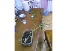 �������� �������� ��������� 60 ���.