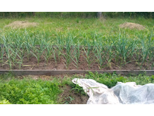 IMG 20150626 142444.jpg