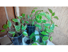 ����� ����� �����