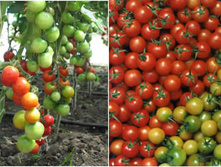 ������� (�����) 18 ���..jpg