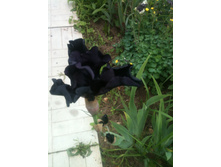 ����������� 011.jpg