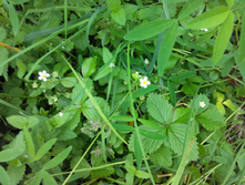 IMG 20150613 153008.jpg