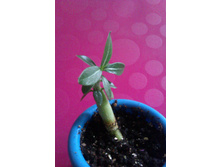 IMAG0907.jpg
