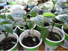 �������� 29.03.2015 042.jpg