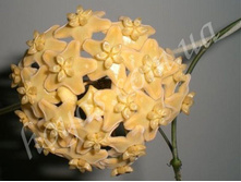 Full 4d43f50b9d05a[1].jpg