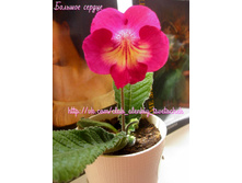 ������� ������