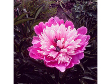 ���� �������.jpg