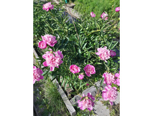 20150611 153817 Richtone(HDR).jpg