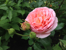 Abraham Darby