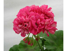 Sister Henry(�������)