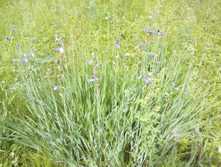 IMG 20150606 103126.jpg