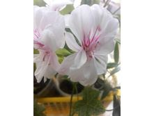 IMG 20150611 170618.jpg