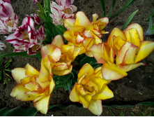 IMG 20150523 112605.jpg