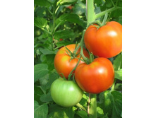 ����� 25 ���..jpg